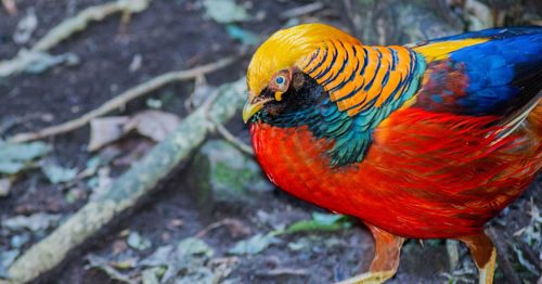 Close-up of parrot perching on leaf