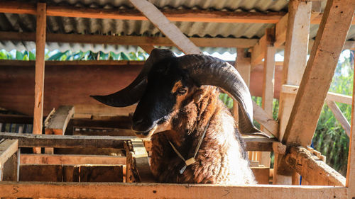 Dog looking away while standing in stable