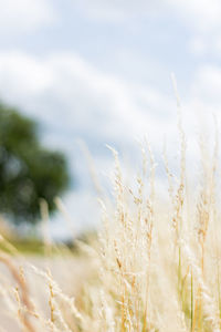 Close-up of wheat field against sky