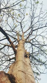 Low angle view of bare trees against sky