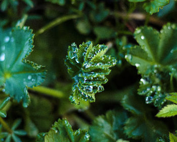 Close-up of frozen plants during winter