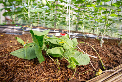 Close-up of plant growing in farm