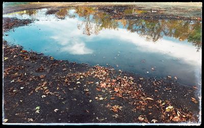 Reflection of trees in lake