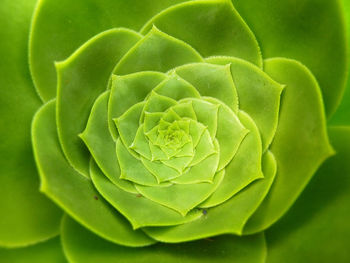 Close-up of green plant