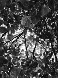 Close-up of leaves