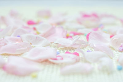 Close-up of pink flowers