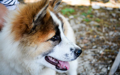 Close-up of dog looking away