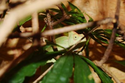 Close-up of butterfly on leaf