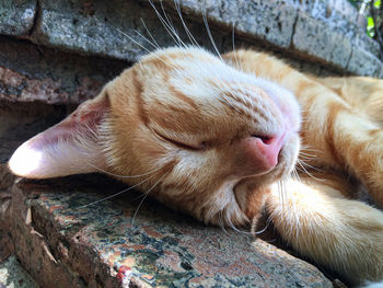 Close-up of cat sleeping