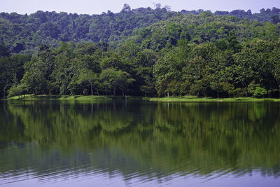 Scenic view of lake by trees in forest