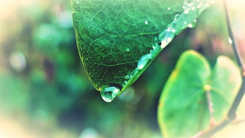 Close-up of water drop on leaf