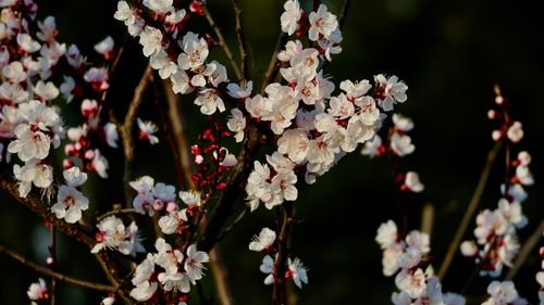 Close-up of cherry blossom tree