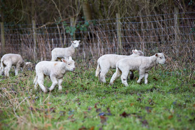 Sheep on field