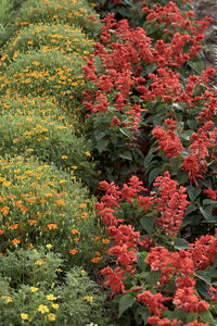 Close-up of red flowering plants in field