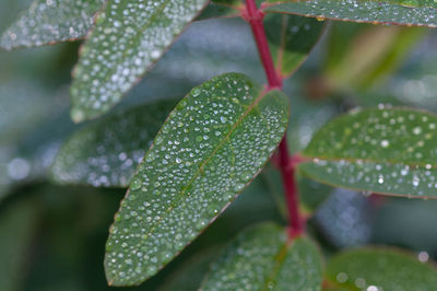 Close-up of raindrops on leaves