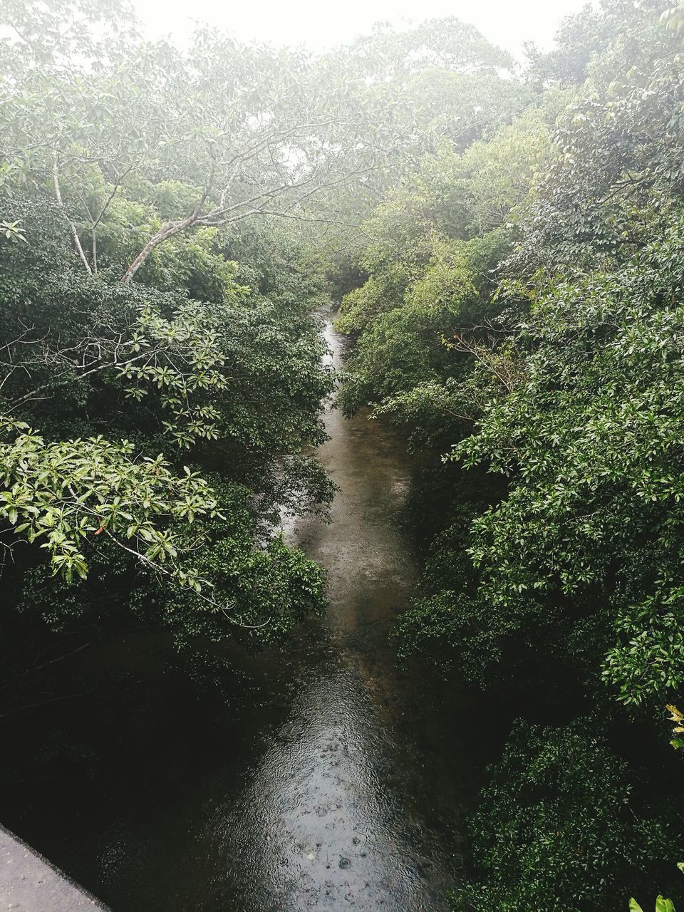 VIEW OF TREES IN FOREST