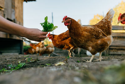 Cropped image of man holding rooster on field