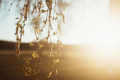 Close-up of crops against sky during sunset