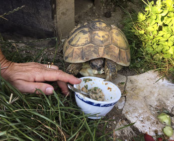 Cropped hand holding bowl of food for tortoise