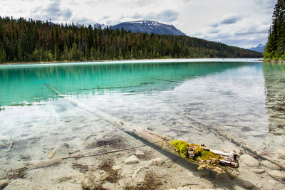 High angle view of lake amidst trees