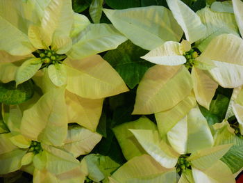 Full frame shot of flowering plant leaves