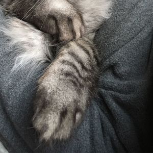 Close-up of dog sleeping