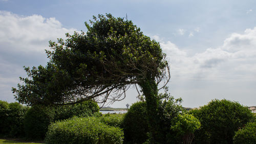 View of trees against sky