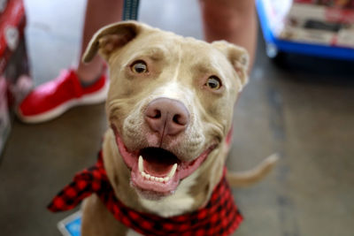 Close-up portrait of dog smiling at camera