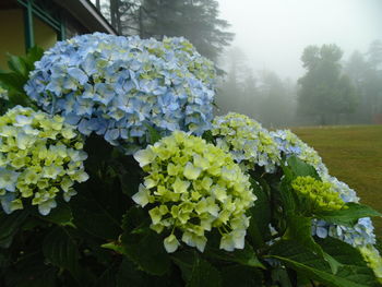 Close-up of hydrangea flowers on plant