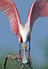 Close-up of a bird