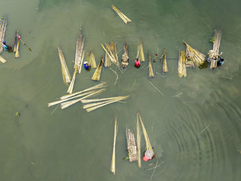 Farmers are busy separating jute fibre from stalks in a water body in natore district, bangladesh.