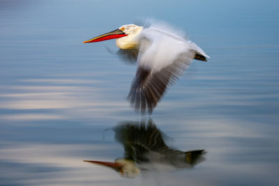 Bird flying against sky