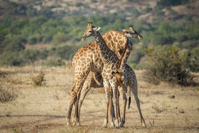 Giraffe in the wild, east africa