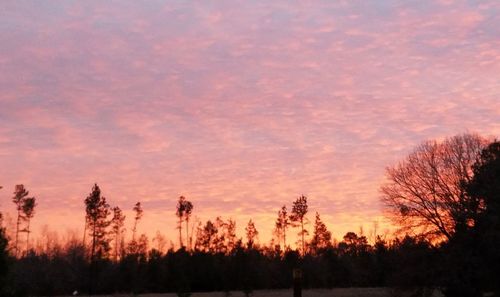 Silhouette trees on landscape against sky at sunset