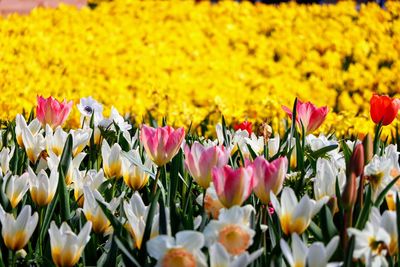 Close-up of tulips in field