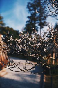 Close-up of cherry blossom tree against sky