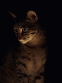 Close-up portrait of a cat looking away