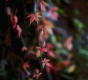 Close-up of red maple leaves on plant