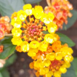 Close-up of yellow flower