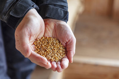 Cupped hands showing wheat seeds