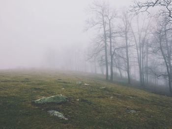 Trees on field against sky during foggy weather