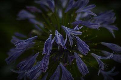 Close-up of purple flowers