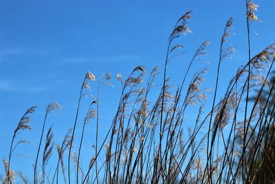 Low angle view of stalks against blue sky