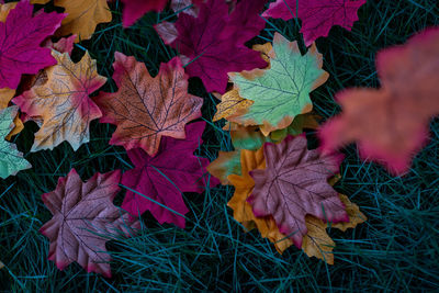 High angle view of maple leaves on field