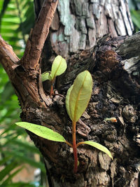 Close-up of plant growing on tree trunk