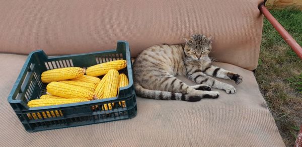 High angle view of cat resting in basket