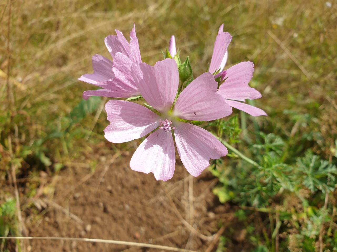 flower, flowering plant, plant, freshness, beauty in nature, fragility, petal, close-up, growth, flower head, inflorescence, nature, pink, focus on foreground, wildflower, no people, purple, botany, pollen, outdoors, day, macro photography, blossom, springtime, field, land, garden cosmos