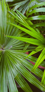 Close-up of palm leaves