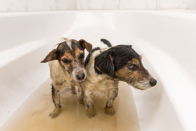 View of dog in bathroom