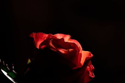 Close-up of rose against black background